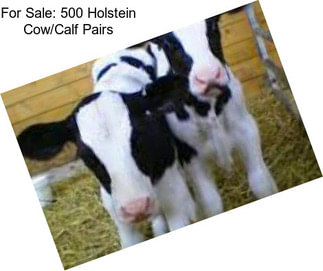 For Sale: 500 Holstein Cow/Calf Pairs