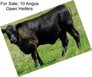 For Sale: 10 Angus Open Heifers