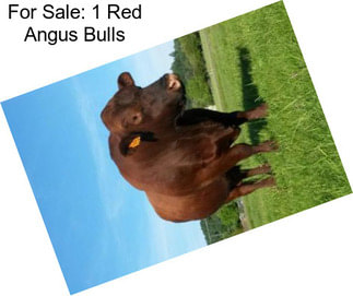 For Sale: 1 Red Angus Bulls