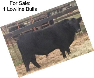 For Sale: 1 Lowline Bulls