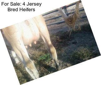 For Sale: 4 Jersey Bred Heifers