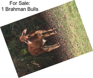 For Sale: 1 Brahman Bulls