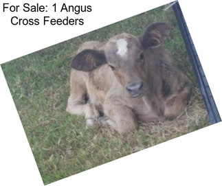 For Sale: 1 Angus Cross Feeders