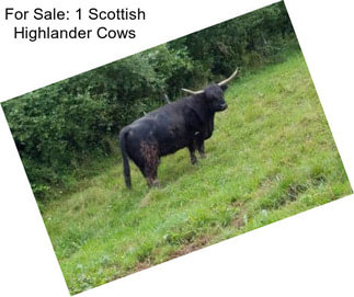 For Sale: 1 Scottish Highlander Cows