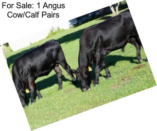 For Sale: 1 Angus Cow/Calf Pairs