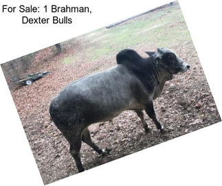 For Sale: 1 Brahman, Dexter Bulls