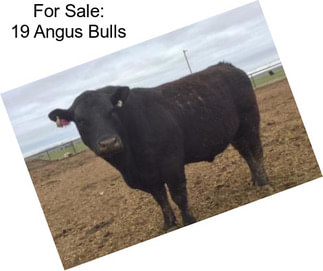 For Sale: 19 Angus Bulls