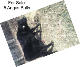 For Sale: 5 Angus Bulls