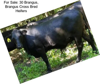 For Sale: 30 Brangus, Brangus Cross Bred Heifers