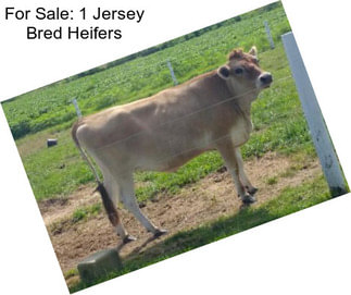 For Sale: 1 Jersey Bred Heifers