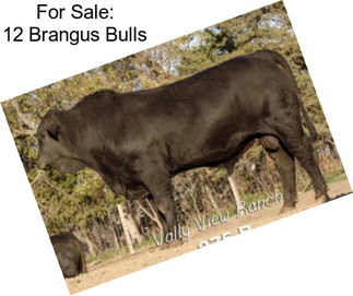 For Sale: 12 Brangus Bulls