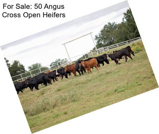 For Sale: 50 Angus Cross Open Heifers