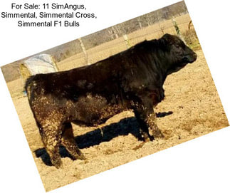 For Sale: 11 SimAngus, Simmental, Simmental Cross, Simmental F1 Bulls