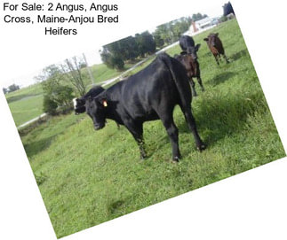 For Sale: 2 Angus, Angus Cross, Maine-Anjou Bred Heifers