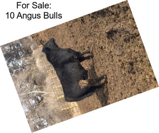 For Sale: 10 Angus Bulls