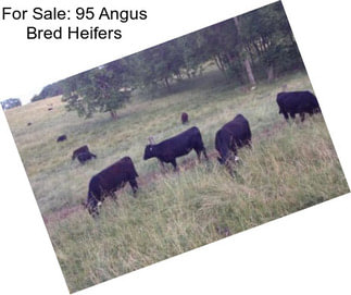 For Sale: 95 Angus Bred Heifers