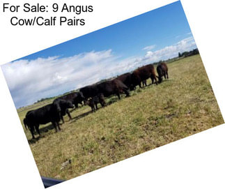 For Sale: 9 Angus Cow/Calf Pairs