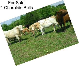 For Sale: 1 Charolais Bulls