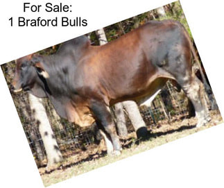 For Sale: 1 Braford Bulls