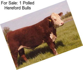 For Sale: 1 Polled Hereford Bulls