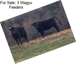 For Sale: 3 Wagyu Feeders