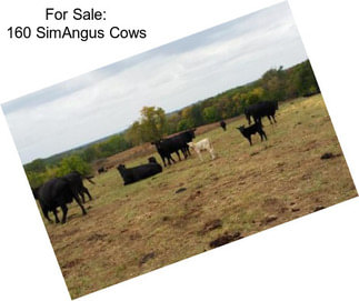 For Sale: 160 SimAngus Cows