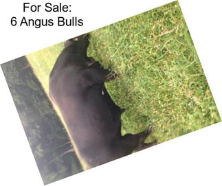 For Sale: 6 Angus Bulls