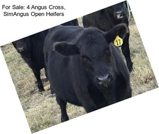 For Sale: 4 Angus Cross, SimAngus Open Heifers