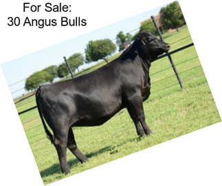 For Sale: 30 Angus Bulls