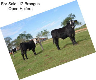 For Sale: 12 Brangus Open Heifers