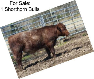 For Sale: 1 Shorthorn Bulls