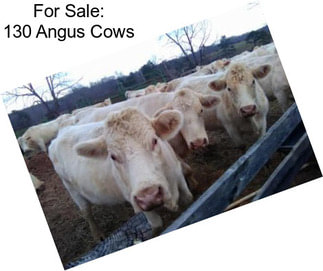 For Sale: 130 Angus Cows