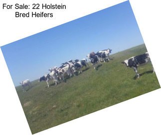 For Sale: 22 Holstein Bred Heifers