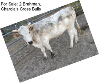 For Sale: 2 Brahman, Charolais Cross Bulls