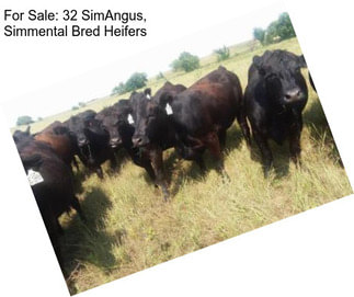 For Sale: 32 SimAngus, Simmental Bred Heifers