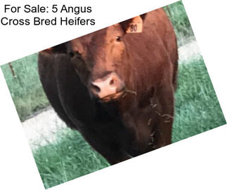 For Sale: 5 Angus Cross Bred Heifers