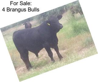 For Sale: 4 Brangus Bulls