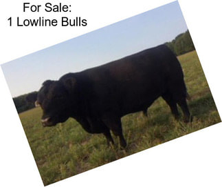 For Sale: 1 Lowline Bulls