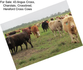 For Sale: 43 Angus Cross, Charolais, Crossbred, Hereford Cross Cows