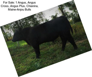 For Sale: 1 Angus, Angus Cross, Angus Plus, Chianina, Maine-Anjou Bulls