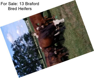 For Sale: 13 Braford Bred Heifers