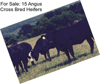 For Sale: 15 Angus Cross Bred Heifers