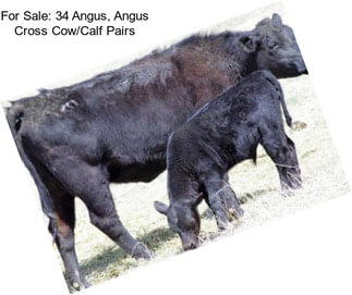 For Sale: 34 Angus, Angus Cross Cow/Calf Pairs