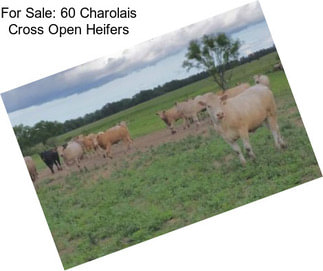 For Sale: 60 Charolais Cross Open Heifers