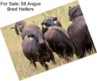 For Sale: 58 Angus Bred Heifers