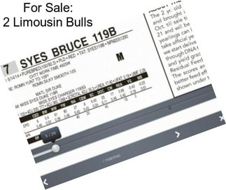 For Sale: 2 Limousin Bulls