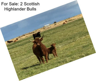 For Sale: 2 Scottish Highlander Bulls