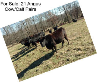 For Sale: 21 Angus Cow/Calf Pairs