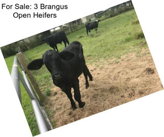 For Sale: 3 Brangus Open Heifers