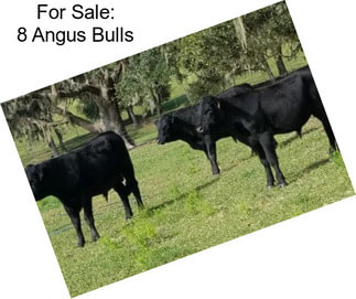 For Sale: 8 Angus Bulls